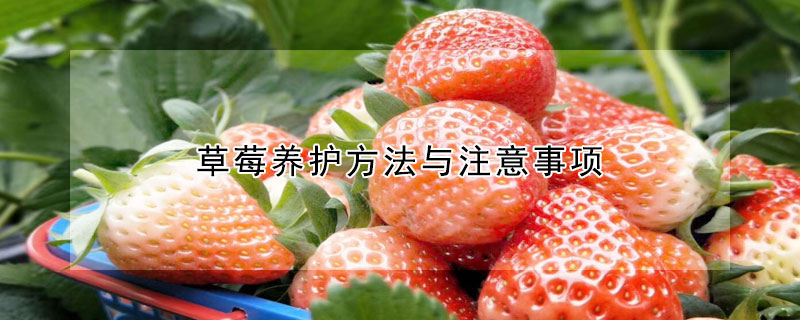 草莓養護方法與注意事項