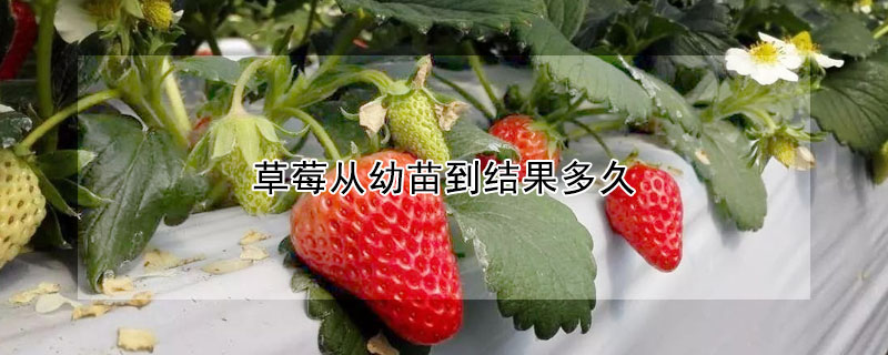 草莓從幼苗到結果多久
