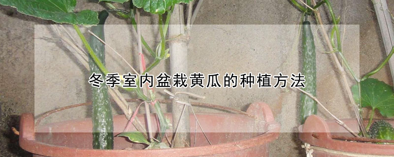 冬季室內盆栽黃瓜的種植方法