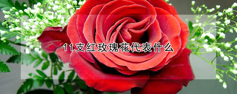 11支紅玫瑰花代表什麼