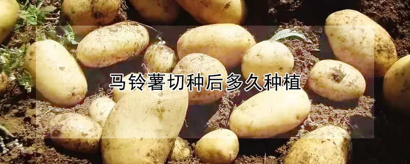 馬鈴薯切種後多久種植