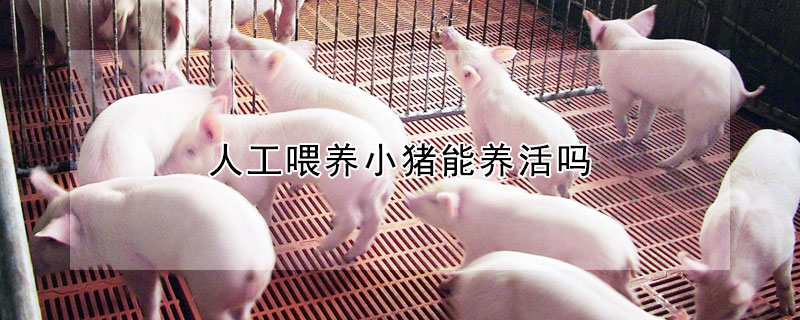 人工喂養小豬能養活嗎