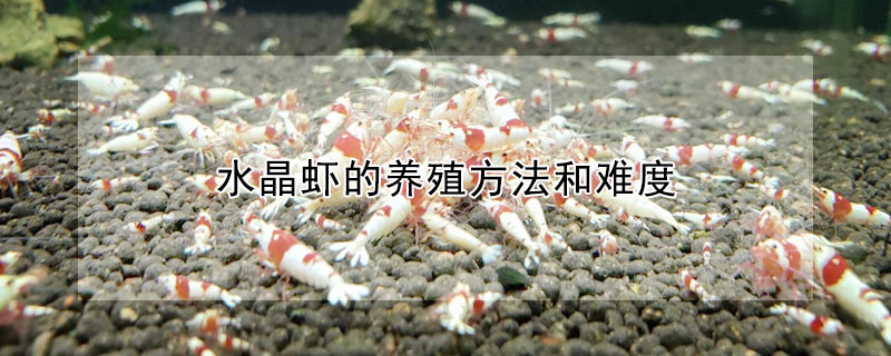 水晶蝦的養殖方法和難度