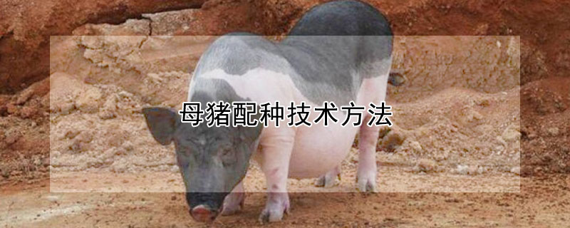 母豬配種技術方法