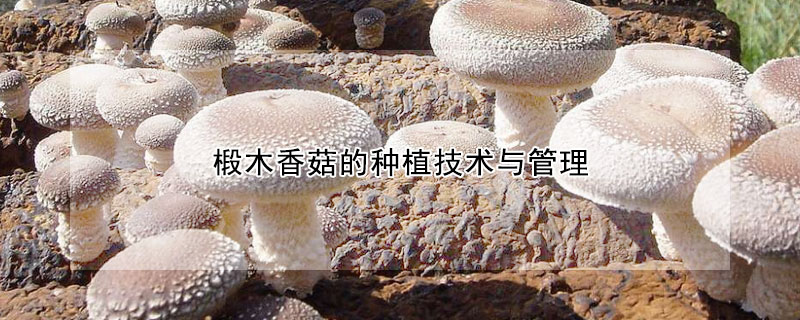 椴木香菇的種植技術與管理