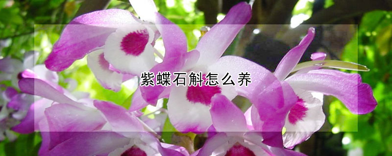 紫蝶石斛怎麼養