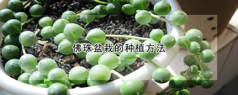 佛珠盆栽的種植方法