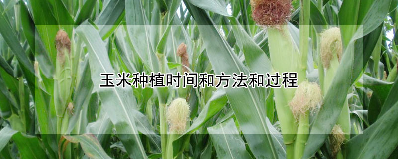 玉米種植時間和方法和過程