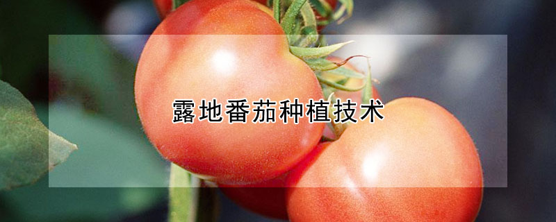 露地番茄種植技術