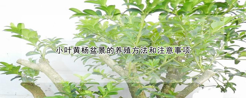 小葉黃楊盆景的養殖方法和注意事項