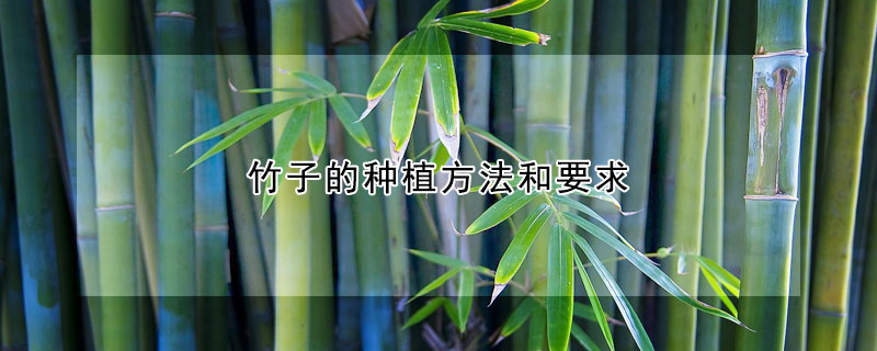 竹子的種植方法和要求