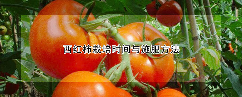 西紅柿栽培時間與施肥方法