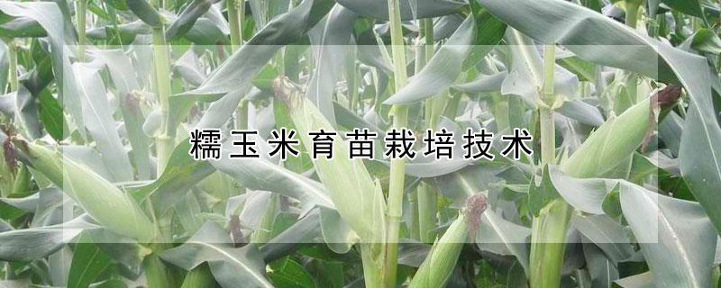 糯玉米育苗栽培技術