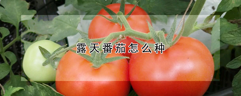 露天番茄怎麼種