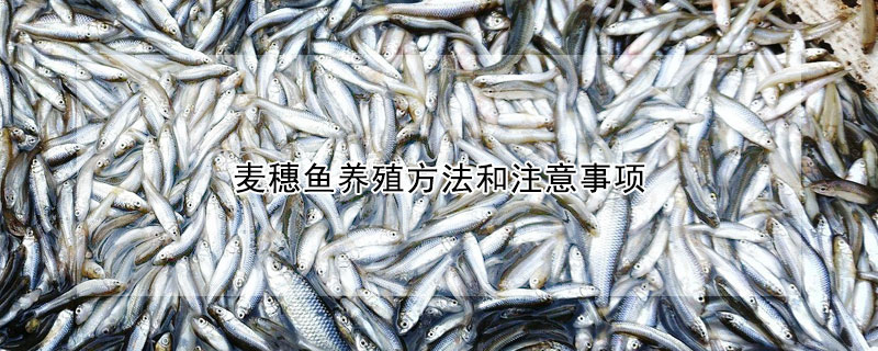 麥穗魚養殖方法和注意事項