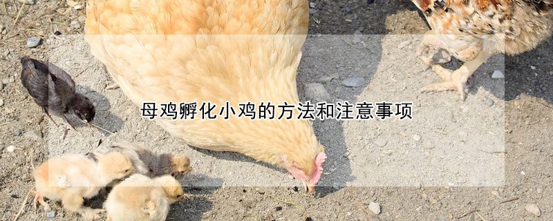母雞孵化小雞的方法和注意事項
