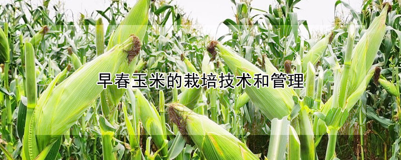 早春玉米的栽培技術和管理