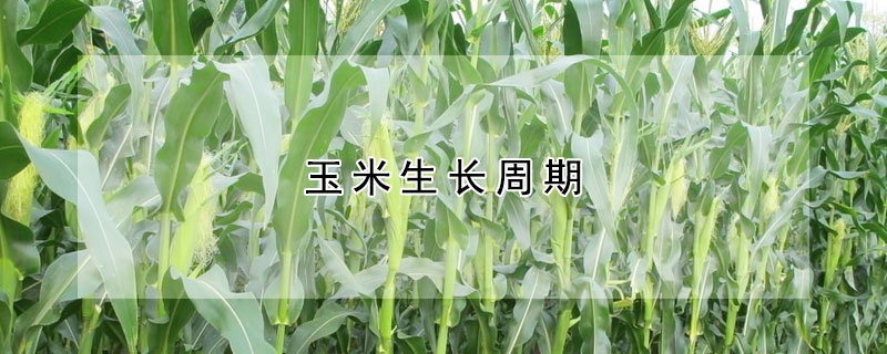 玉米生長周期