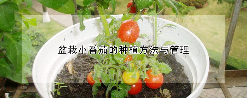 盆栽小番茄的種植方法與管理