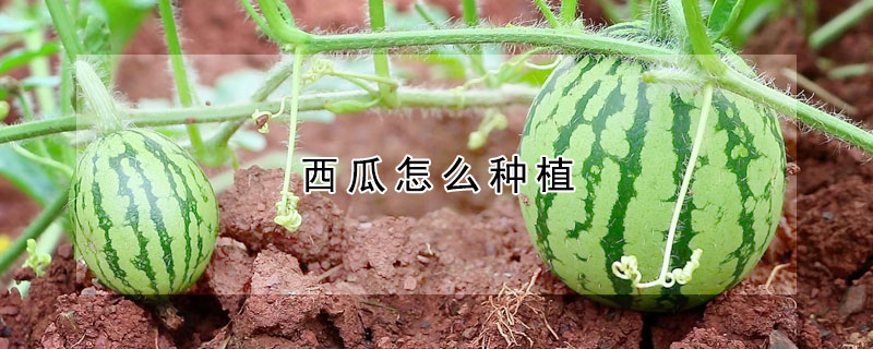 西瓜怎麼種植