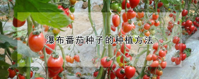 瀑布番茄種子的種植方法