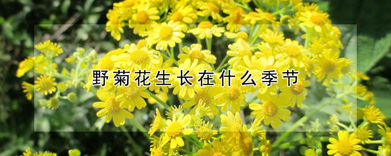 野菊花生長在什麼季節