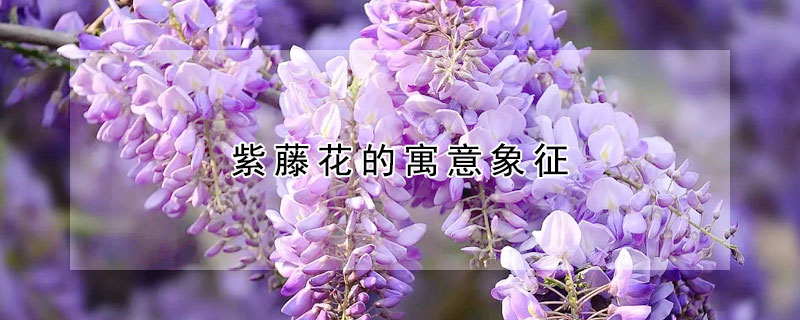 紫藤花的寓意象征