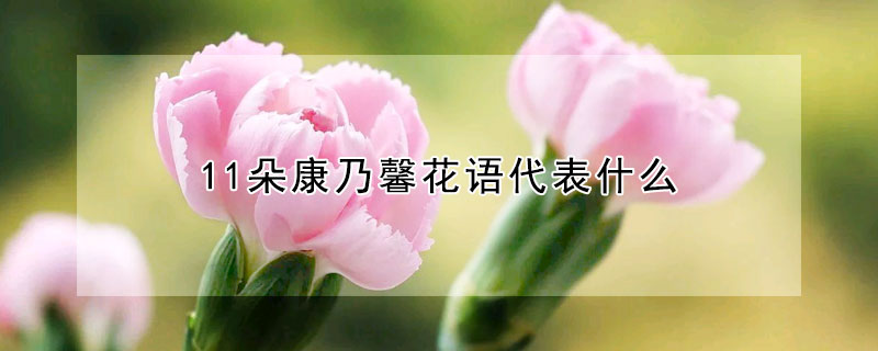 11朵康乃馨花語代表什麼