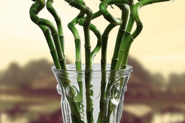 水培富貴竹的養殖方法和注意事項水養