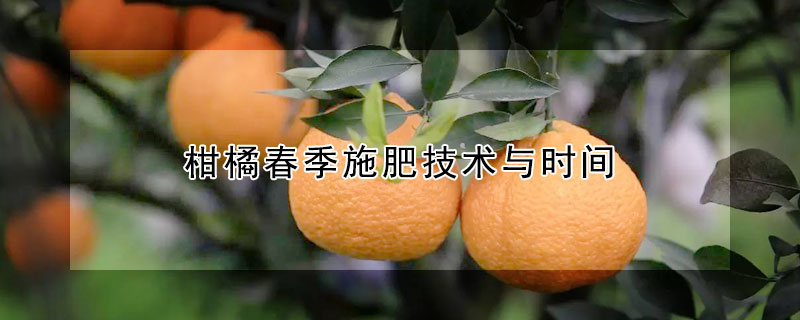柑橘春季施肥技術與時間