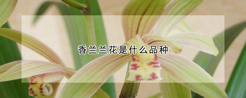 香蘭蘭花是什麼品種