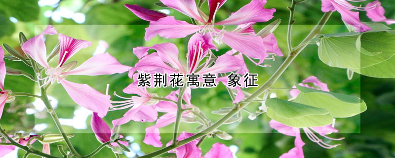 紫荊花寓意 象征