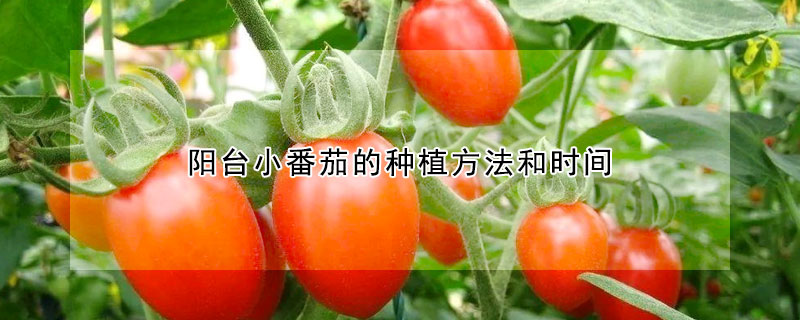 陽台小番茄的種植方法和時間