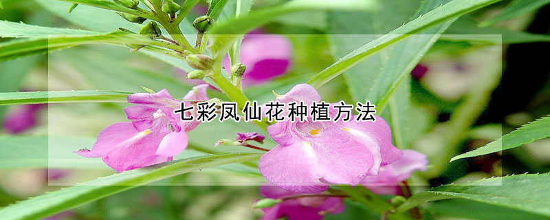 七彩鳳仙花種植方法