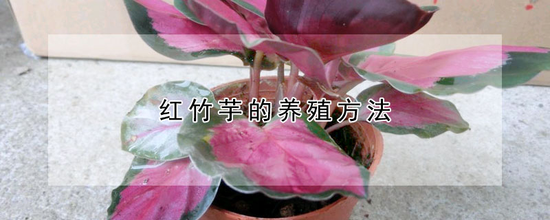 紅竹芋的養殖方法