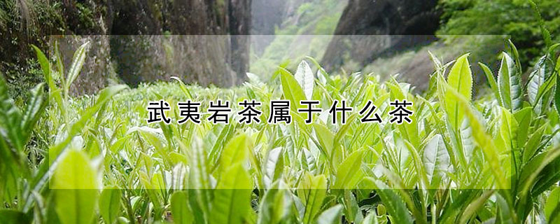 武夷岩茶屬於什麼茶