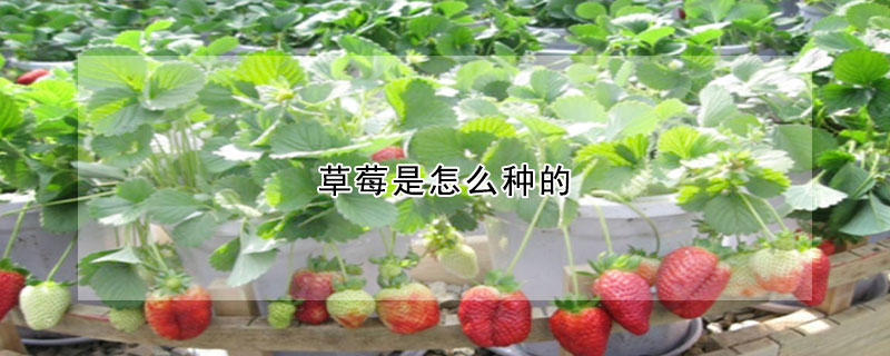 草莓是怎麼種的