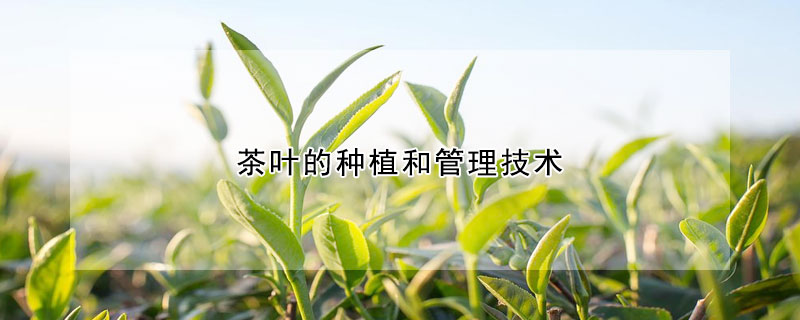 茶葉的種植和管理技術