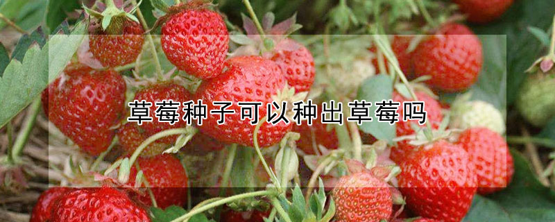 草莓種子可以種出草莓嗎