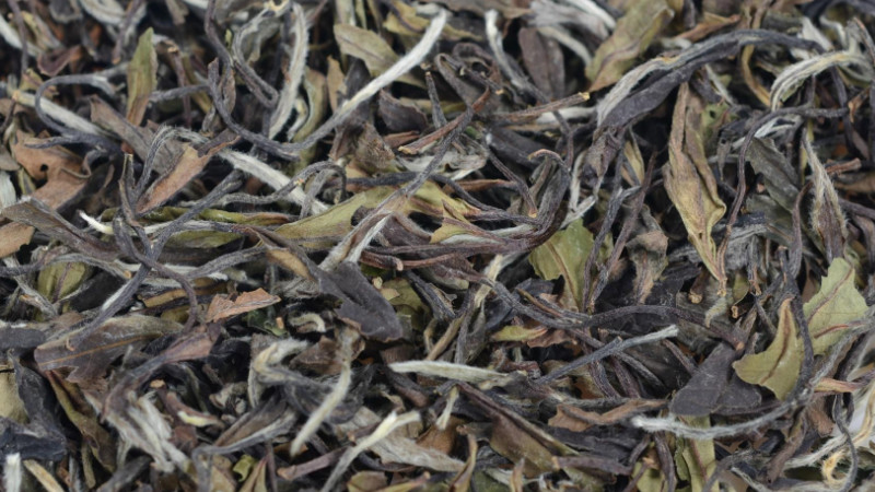 鬱金香茶葉是什麼品種