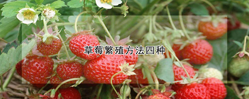 草莓繁殖方法四種