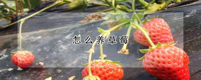 怎麼養草莓