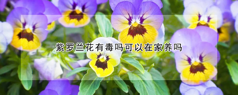 紫羅蘭花有毒嗎可以在家養嗎