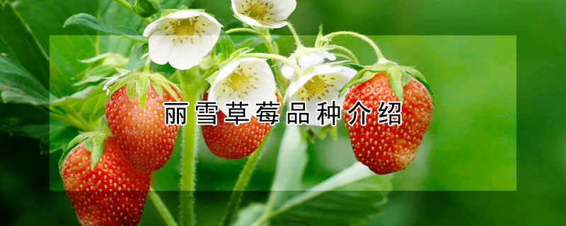 麗雪草莓品種介紹
