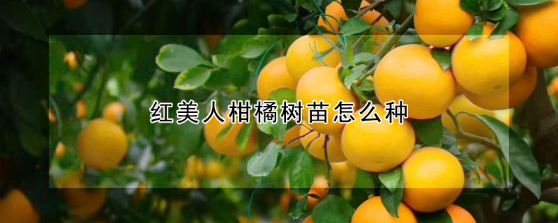 紅美人柑橘樹苗怎麼種