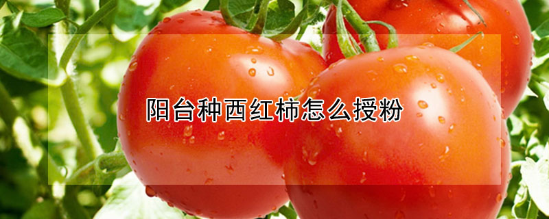 陽台種西紅柿怎麼授粉