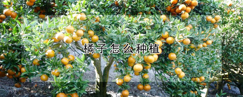 橘子怎麼種植
