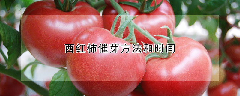 西紅柿催芽方法和時間