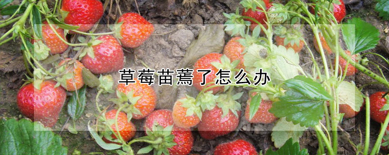 草莓苗蔫了怎麼辦