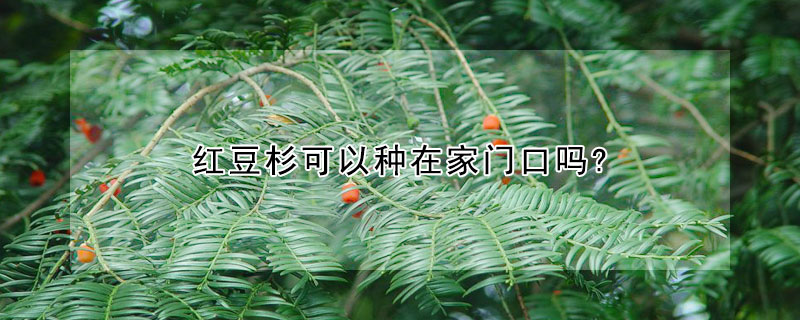 紅豆杉可以種在家門口嗎?